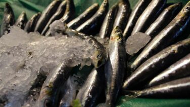 7 pautas para no bajar la guardia frente al anisakis: ¡Ojo las embarazadas!