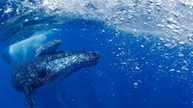 La ballena jorobada resurge de la casi extinción en el Atlántico sur
