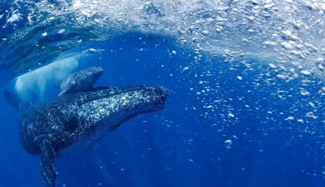Ballena jorobada