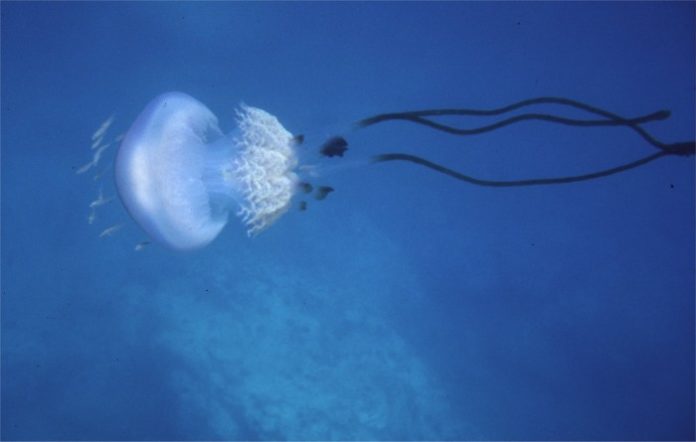 Imagen de archivo de una Rhizostoma Luteum