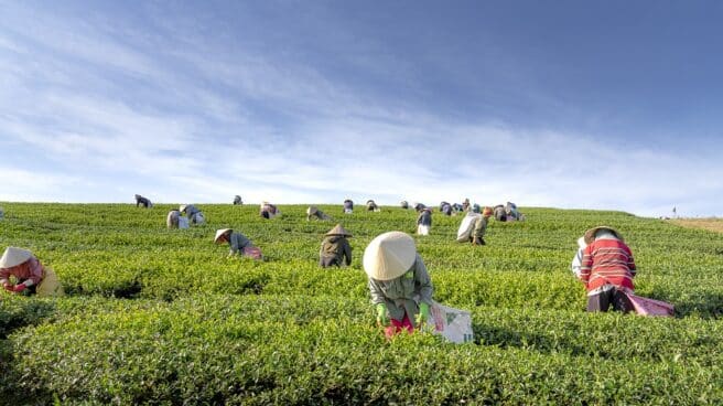 Mujeres agrícolas