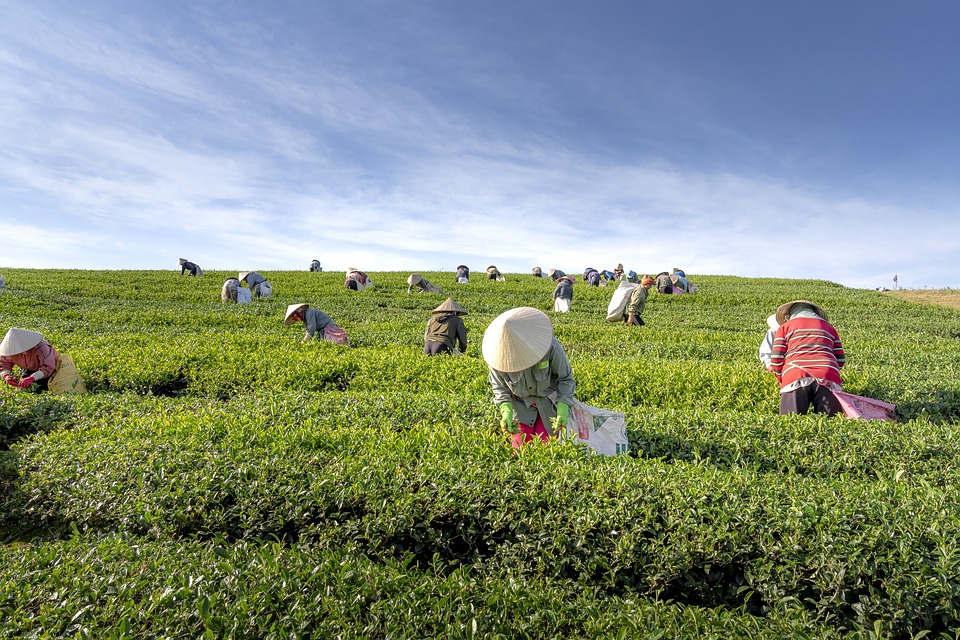 Mujeres agrícolas