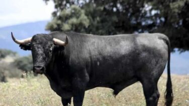 Victorino Martín: "El animalismo es una bala al corazón de la España rural"
