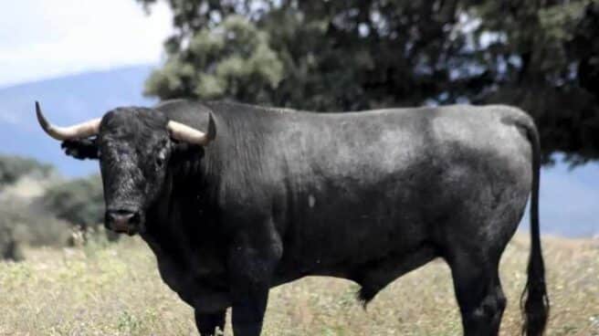 Toro