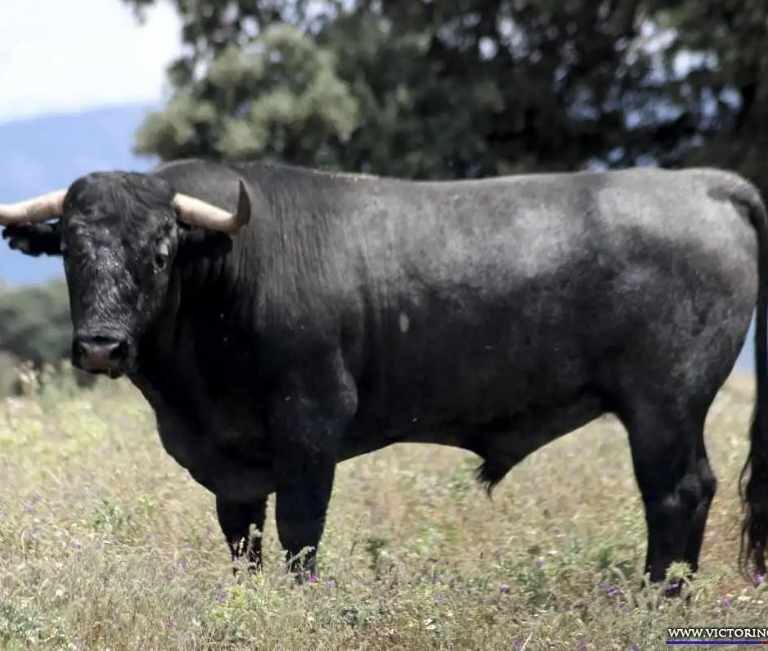 Victorino Martín: "El animalismo es una bala al corazón de la España rural"
