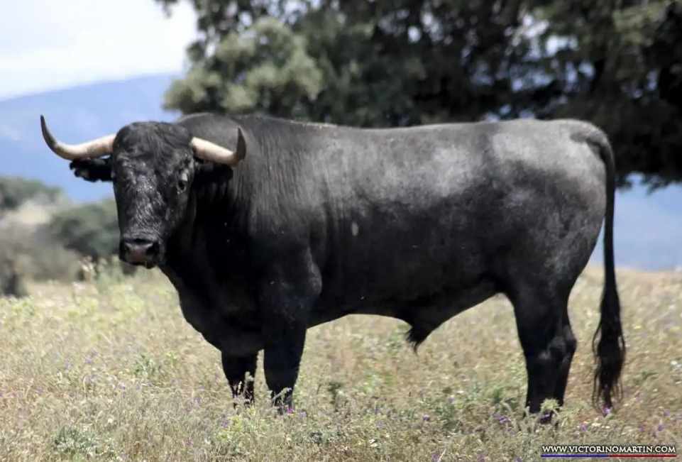 Victorino Martín: "El animalismo es una bala al corazón de la España rural"