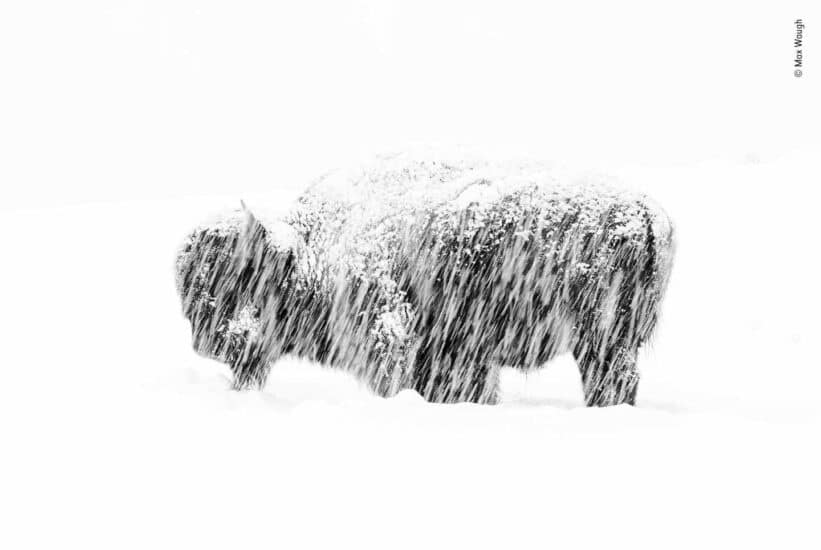 Exposición a la nieve por Max Waugh, EE.UU. Ganador 2019, blanco y negro