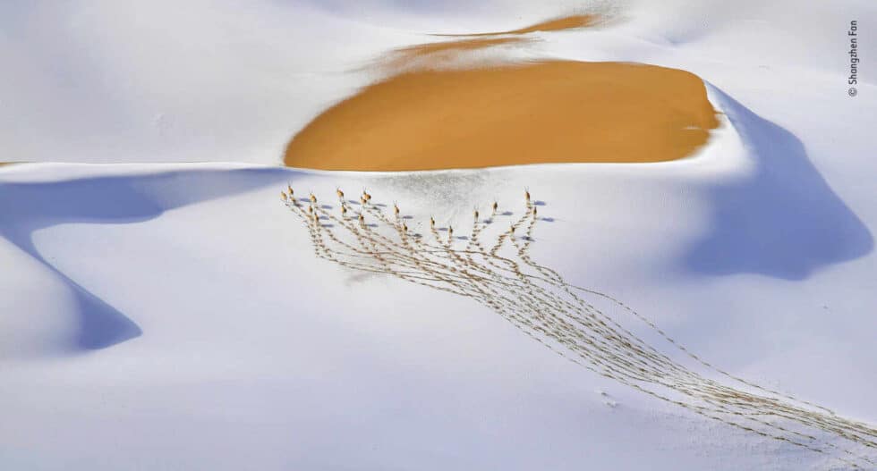 Nómadas de la meseta de nieve por Shangzhen Fan, China Ganador 2019, Animales en su entorno