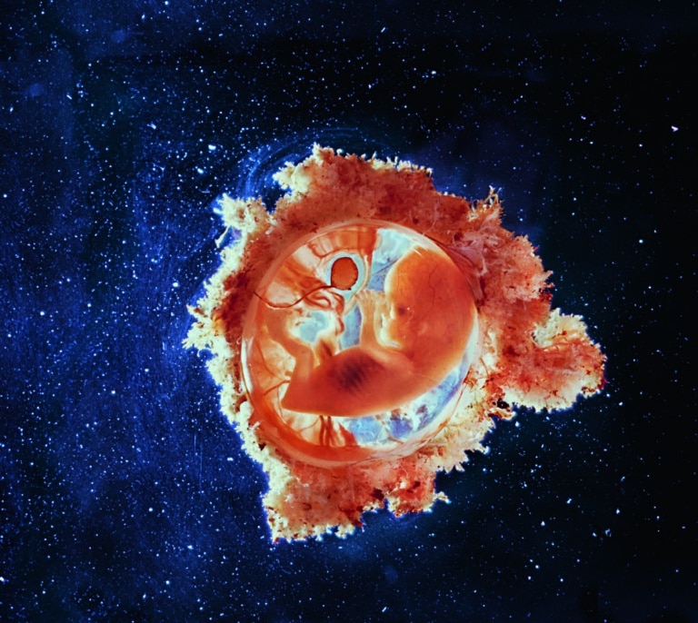 Anatomía: el viaje al cuerpo humano