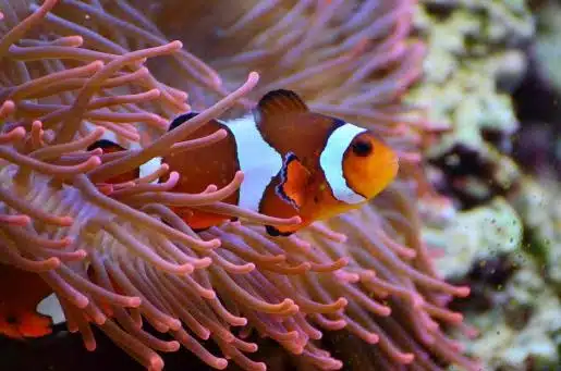 Parece que Nemo no podrá salvarse del cambio climático