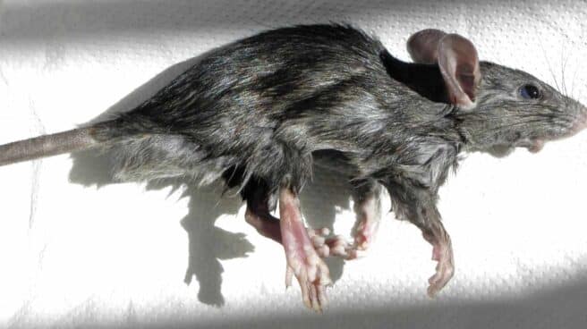 Black_rat_(Rattus_rattus)_-side_view-