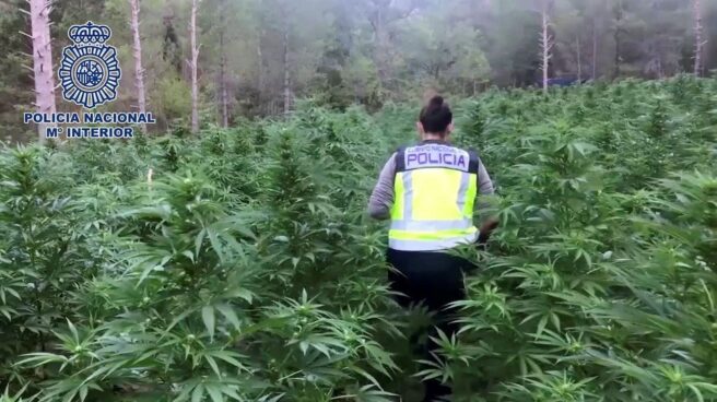 Plantación de marihuana Plantación de marihuana