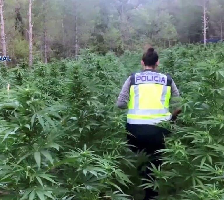Desmantelan la mayor plantación de marihuana de la historia de Aragón