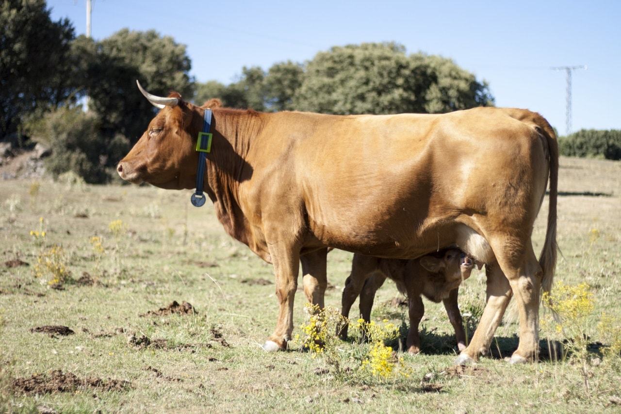 Vacas en el campo con sensores para poder ser monitorizadas.