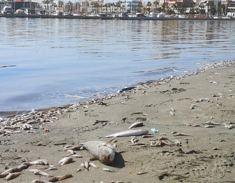 La flora y la fauna del Mar Menor habría muerto en el 80% de las aguas tras la DANA