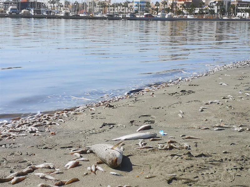 Peces muertos en San Pedro del Pinatar