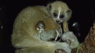 Nacen en Faunia (Madrid) los primeros ejemplares de loris lento en España