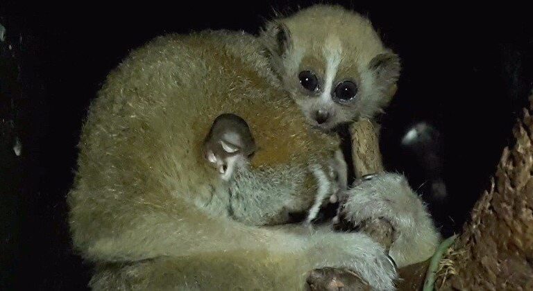 Nacen en Faunia (Madrid) los primeros ejemplares de loris lento en España