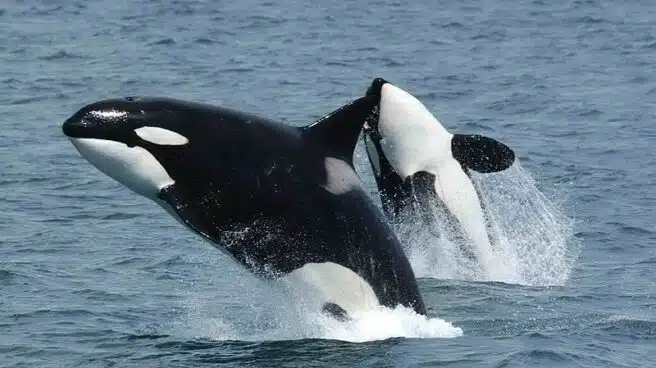 Avistamiento de seis orcas en las aguas de la localidad murciana de Cartagena