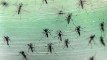 Detectado en Madrid el primer caso de transmisión sexual de dengue en Europa