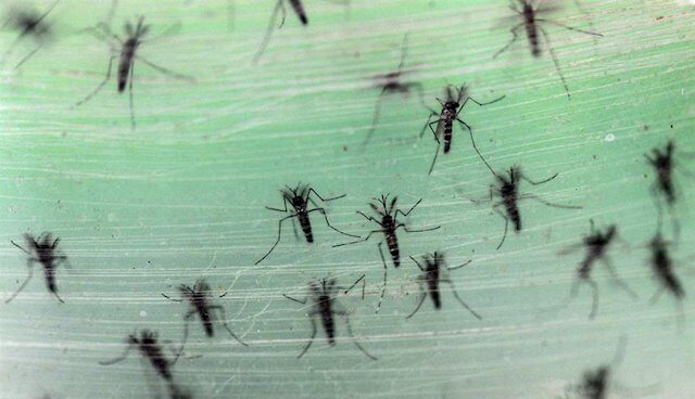 Mosquito aedes hembra, dengue