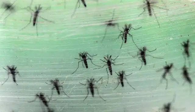 Detectado en Madrid el primer caso de transmisión sexual de dengue en Europa