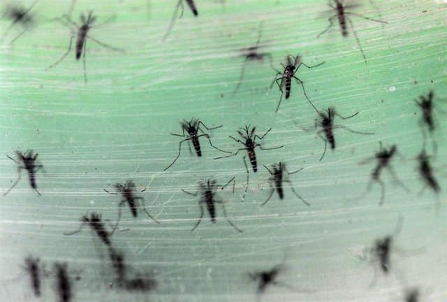 Detectado en Madrid el primer caso de transmisión sexual de dengue en Europa