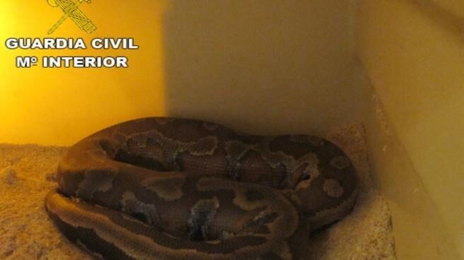 Boa de Madagascar Boa de Madagascar