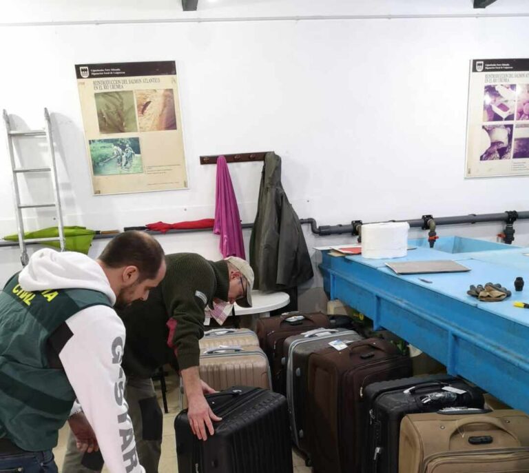 Localizan 80 kilos de angulas ocultas en maletas para el mercado chino ilegal de anguila