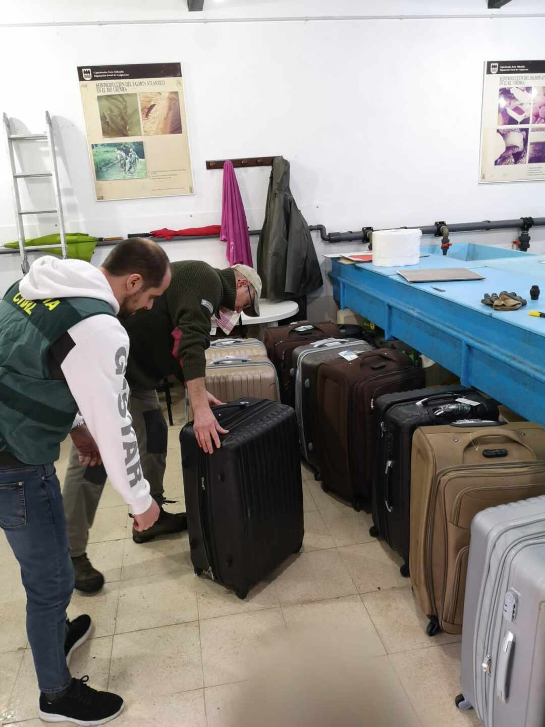 Localizan 80 kilos de angulas ocultas en maletas para el mercado chino ilegal de anguila