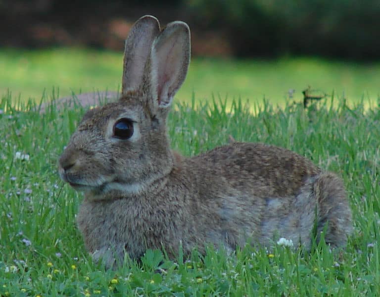 España ya no es 'tierra de conejos', la especie está en peligro de extinción