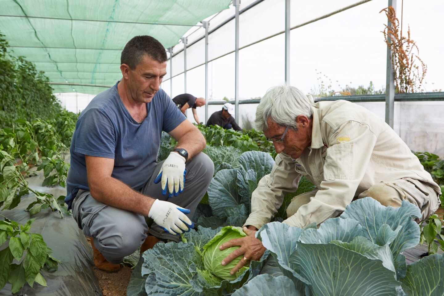 La Obra Social ”la Caixa” destina  un millón de euros a  desarrollo social del medio rural