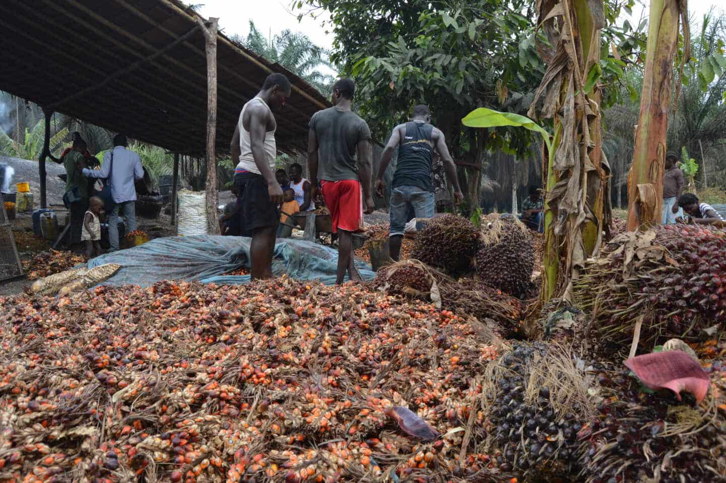 El proceso de recolección tradicional de palma en Camerún.