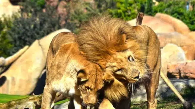 Muere el león Teimoso, el 'rey' de la manada del zoo de Valencia que impresionaba con su rugido