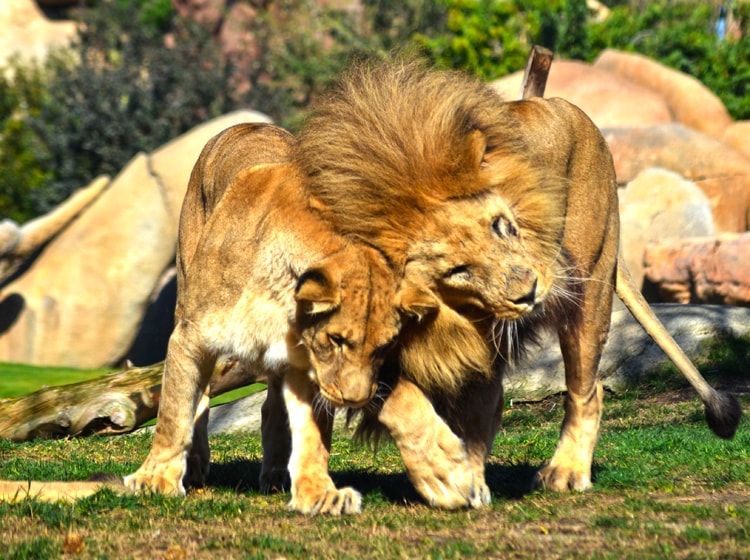 Muere el león Teimoso, el 'rey' de la manada del zoo de Valencia que  impresionaba con su rugido