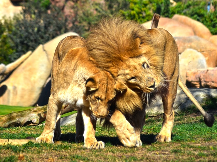 Muere el león Teimoso, el 'rey' de la manada del zoo de Valencia que impresionaba con su rugido