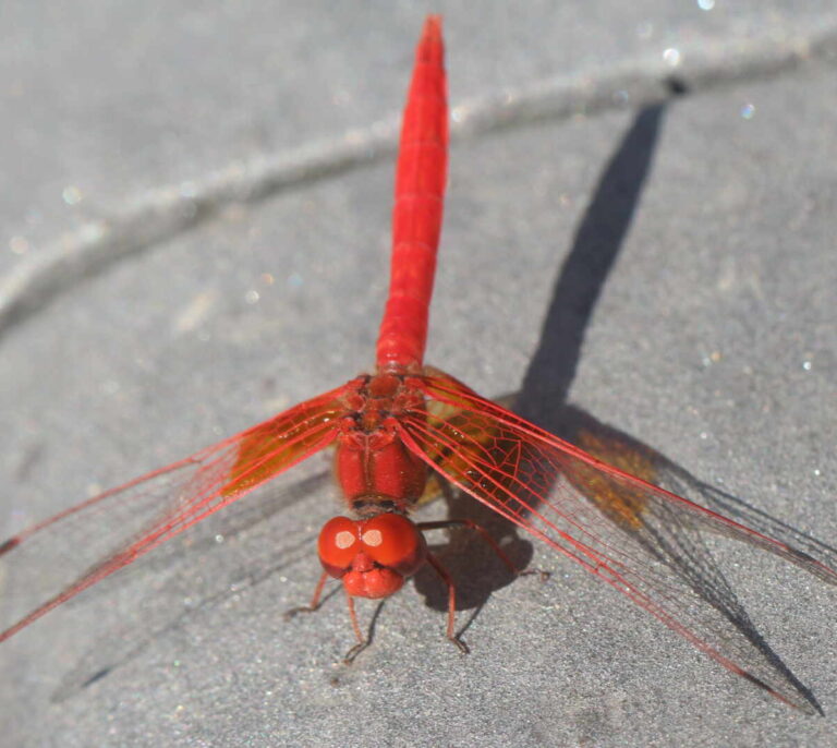 <i>Trithemis kirbyi</i>, la libélula marroquí que ha conquistado la península en una década