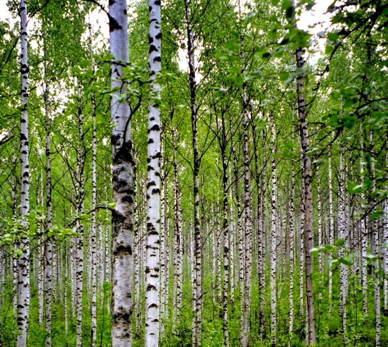 Especies de hoja perenne, más preparadas para el calentamiento global