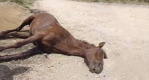 La Guardia Civil investiga a un ganadero tras hallar seis caballos muertos y 19 en "extrema delgadez"