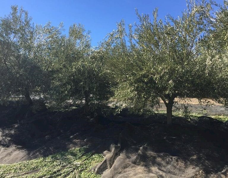 Detenido tras abandonar en un centro de salud de Pozo Alcón (Jaén) el cadáver de un inmigrante que trabajaba en su finca