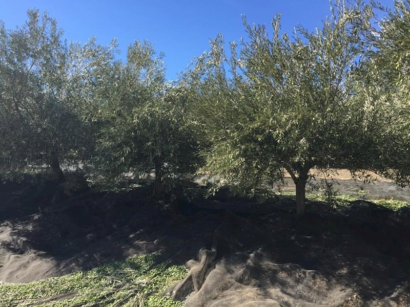 Detenido tras abandonar en un centro de salud de Pozo Alcón (Jaén) el cadáver de un inmigrante que trabajaba en su finca