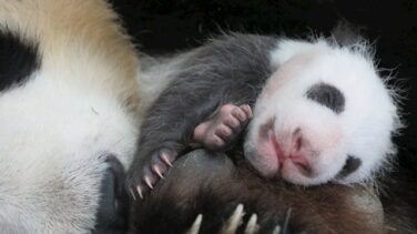 Este es el motivo por el que los pandas son tan pequeños al nacer