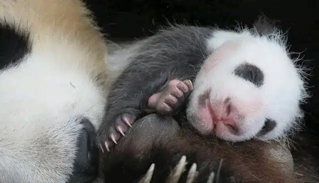 Este es el motivo por el que los pandas son tan pequeños al nacer