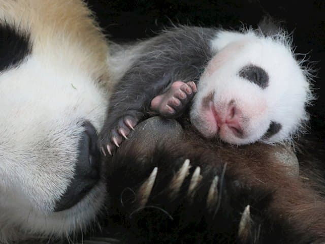 Este es el motivo por el que los pandas son tan pequeños al nacer