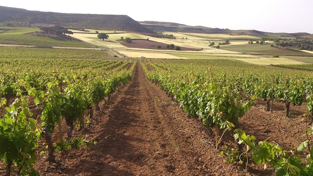 Ribera del Duero, región recomendada para visitar según ‘The Washington Post’