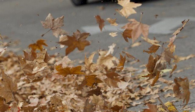 Viento