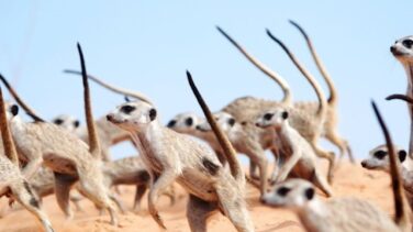 Los clanes de suricatas protegen su territorio con danzas de guerra