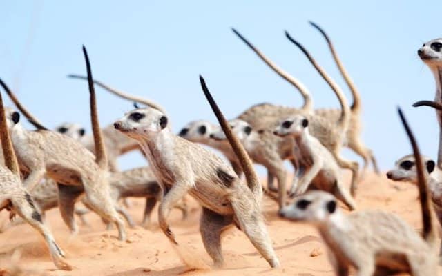 Los clanes de suricatas protegen su territorio con danzas de guerra