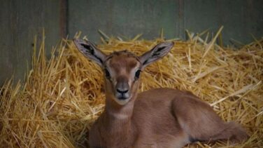 Nace una cría de gacela Mhorr, especie extinta en su hábitat, en Valencia