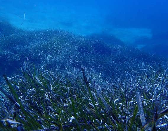 Las especies marinas migrarían a zonas más profundas por el cambio climático
